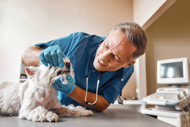 Best Walk-In Emergency Dentist in Crandon Lakes, NJ